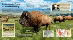 Észak-Amerika óriása: az amerikai bölény