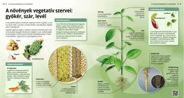 A növények vegetatív szervei: gyökér, szár, levél