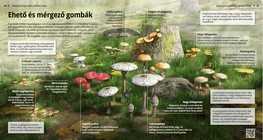 Ehető és mérgező gombák