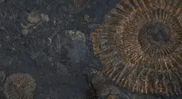 Az élő kövületek