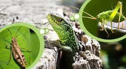 Rovarok és rovarevők a réten