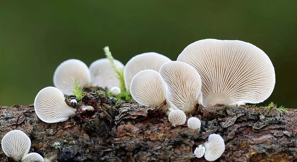 Minden gomba kalapos?