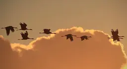 Hogyan repülnek a madarak? III.