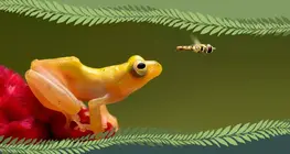 Gerinctelen vagy gerinces?