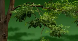 Mekkora hűtő hatása van egy fának?
