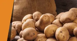 Krumplikatalizátor